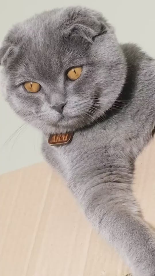 Remote control cat chase car toy demonstration