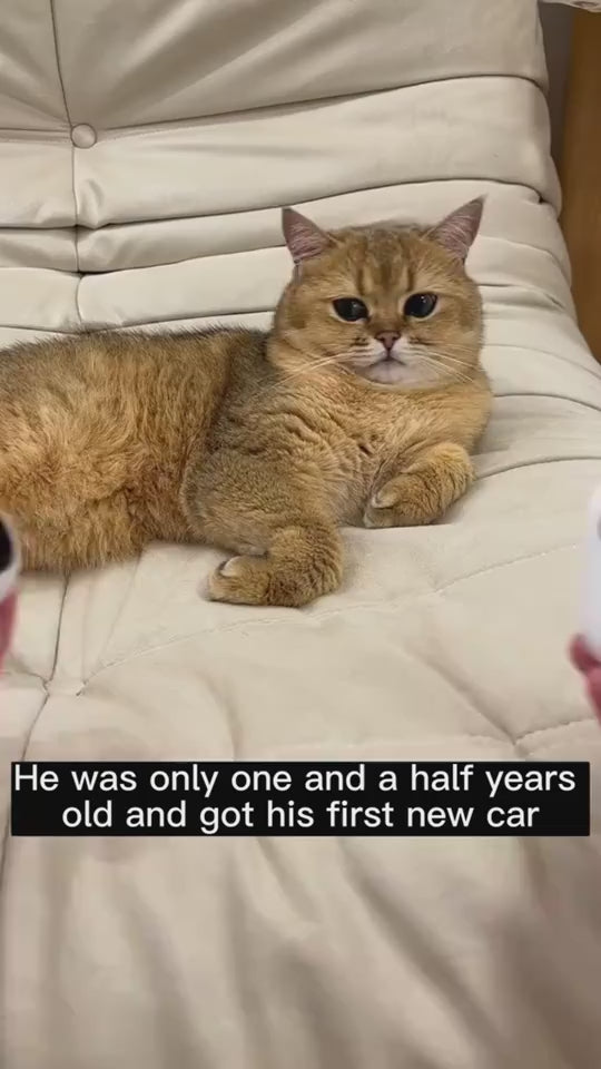 Remote control cat chase car toy demonstration